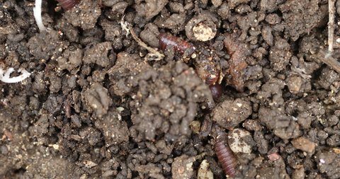 Vermicomposting waste and make nutrient-rich "worm manure", Lumbricus terrestris, the common European earthworm moving in the ground