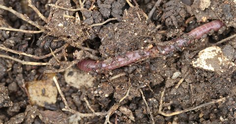 Vermicompost (vermi-compost), Lumbricus terrestris, the common European earthworm moving in the ground