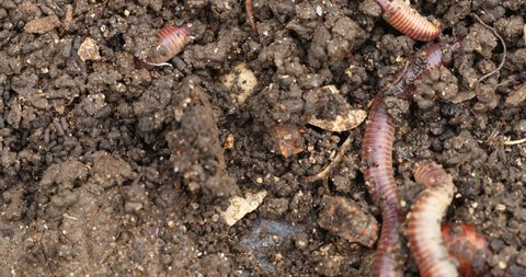 Vermicompost (vermi-compost), Lumbricus terrestris, the common European earthworm moving in the ground