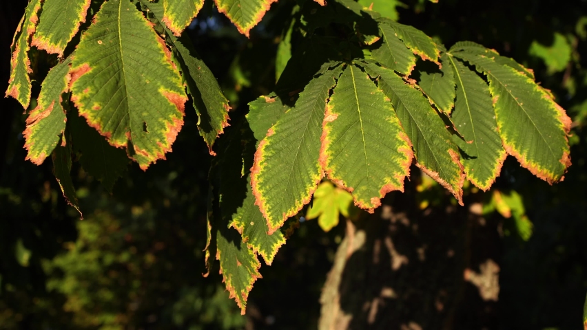 Closeup view 4k video of beautiful green leaves changing their green colors into autumn seasonal yellow. First foliage of fall season concept.