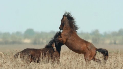 Meeting stallions in the pasture. These stallions meet not for the first time, so they know the power well. Horses graze in the meadow. Stallions games