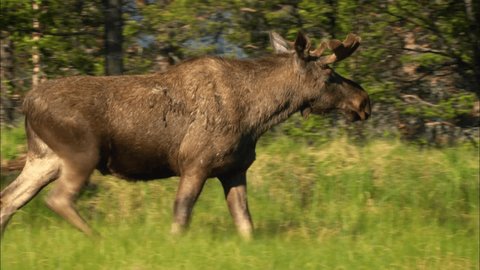 The moose or elk (Lat. Alces alces) is the largest extant species in the deer family. Moose are distinguished by the broad, flat (or palmate) antlers of the males.