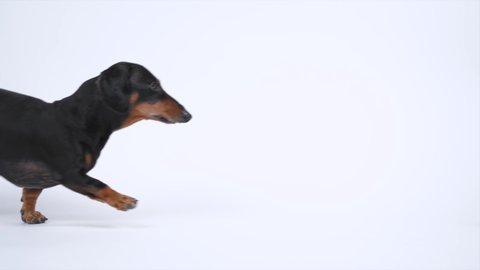 Looped video of funny black and tan dachshund dog running from left to right on white background, slow motion, copy space, studio shooting