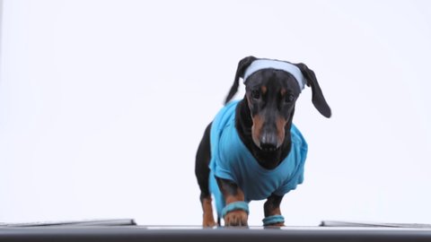 Active dachshund dog in sports uniform with wristbands on paws and sweat band on head goes up to the treadmill for weekly jog, front view, close up