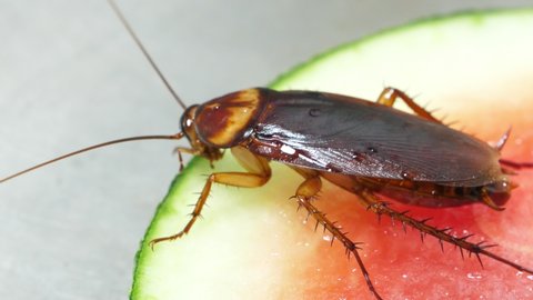 4K footage. Close up cockroach family eats watermelon food on plate in the kitchen