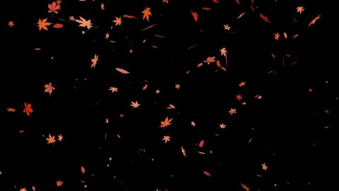 Leaf fall animation. Autumn maple, oakchestnut, linden, rowan, hornbeam, grape leaves falling on black background with rotation. 4K Animation of autumn leaves falling  effect on transparent background