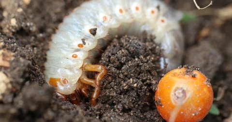 The cockchafer grub, Worms grub digging the ground 
