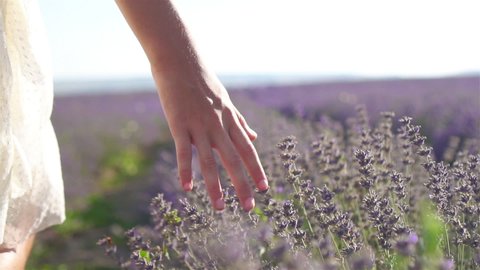 Violet lavender in the field with hand close up