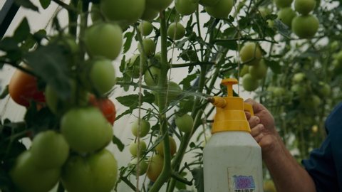 Hands close-up: a male farmer sprays water in a greenhouse on fresh tomatoes. The hands of an adult man are watered and sprayed with tomatoes. Organic agriculture is an authentic video.Slow motion, 4K