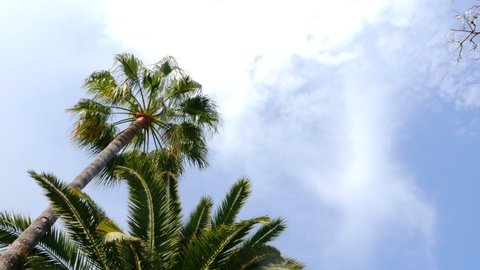 Camera Crane Moving Under Palm Tree, 4k