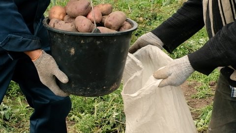 Gardeners are harvesting potatoes. Dump a bucket of potatoes into a sack. Dug out of the ground. Agriculture concept Farmers market. grow vegetables natural pure fresh product. work in the garden.
