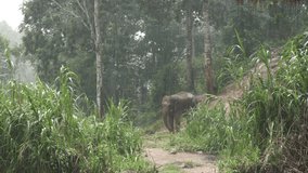 Elephant Standing among Raining in Forest 