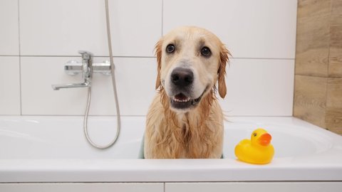 Wet golden retriever dog after washing in bath