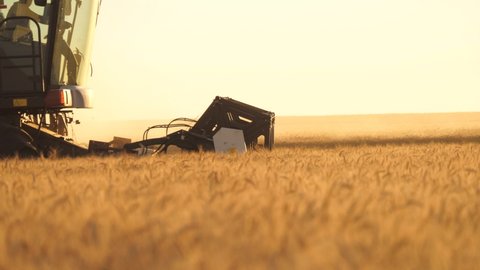 harvester mower mechanism cuts wheat spikelets. Agricultural harvesting works. the harvester moves in field and mows ripe wheat. large harvester harvests grain in the sunset. agricultural business