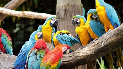 4k footage ; group of free parrot called 'Macaw' in the zoo of Thailand.