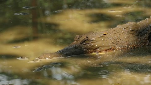Crocodile swamp basking in tropical forest area