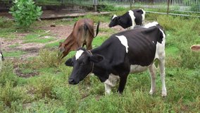 Video 4K cattle that are released on the farm