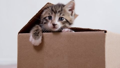 4k little kitten climb out of cardboard box. Curious playful funny striped kitten. Cat hiding in box.