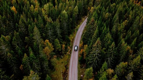 Car driving along a dirt road in a dense pine forest. Arial follow footage 4K.