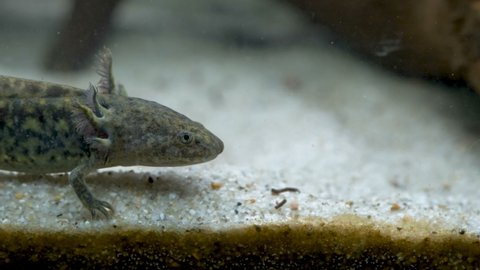 Axolotl Stock Video Footage 4k And Hd Video Clips Shutterstock