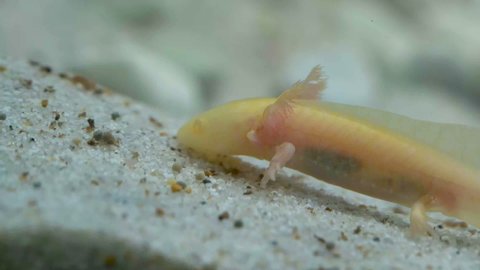 Axolotl Stock Video Footage 4k And Hd Video Clips Shutterstock