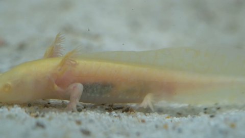 Axolotl Stock Video Footage 4k And Hd Video Clips Shutterstock