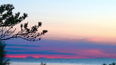 Sunset over ocean with pine tree branch in foreground on the island of Gotland, Sweden