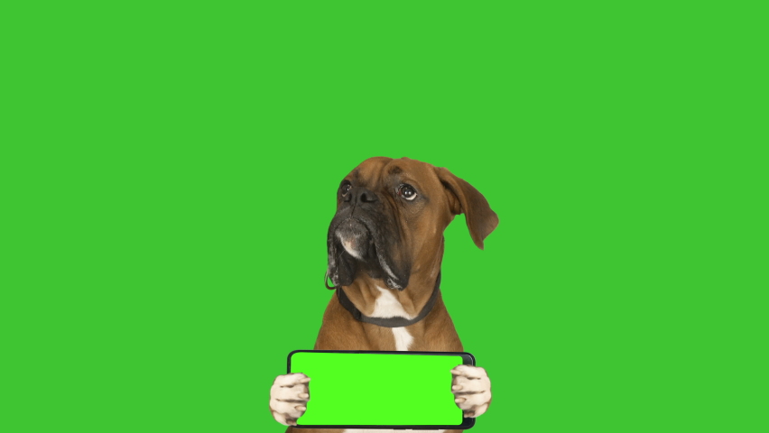 Dog boxer on a green screen. Smartphone, chroma key.  Royalty-Free Stock Footage #1059312845