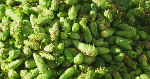 Close up shot of biological raw hop flowers are harvested directly from plant in industrial container used for high quality beer production in ecological craft brewery.