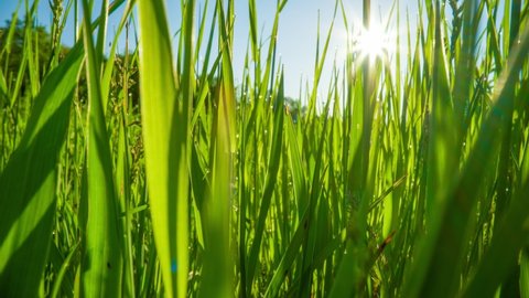 Lush Green Grass Dew Drops Spring Stock Footage Video (100% Royalty 