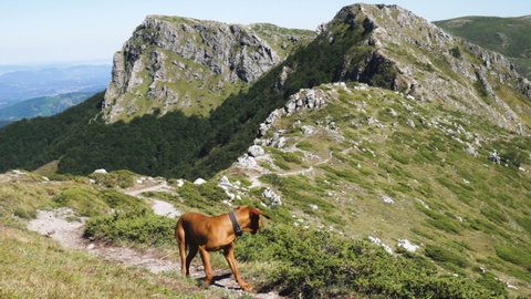 Hungarian Vizsla Dog on mountain trail. Dog against green mountains and rocky peaks