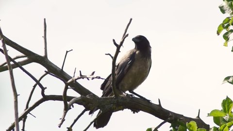 The hooded crow (Corvus cornix) on a high dry branch and picks it. Wildlife, large bird on the background of clouds	
