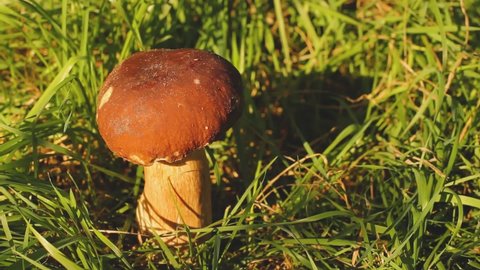 A man cuts a mushroom. White mushroom in the grass. The mushroom is illuminated by the sun