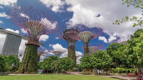 SINGAPORE - CIRCA JAN 2020: Futuristic view of amazing supertrees at Garden by the Bay timelapse hyperlapse in Singapore. Supertree Groveis is main Marina Bay district tourist attraction. 