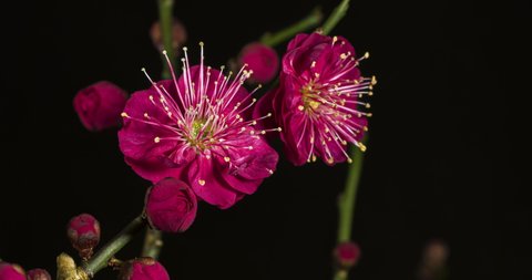 Time-lapse of the Red Plum Blossom.