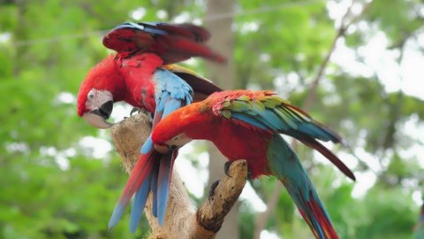 colorful bird on dry tree, two parrot free in zoo park. behavior of two macaws. 