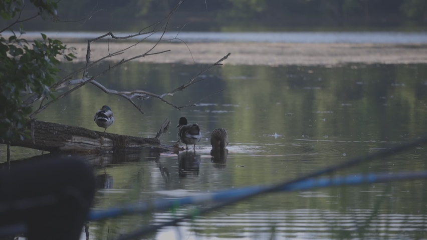 Duck and fisherman in a lake Poland Long Lens  | Shutterstock HD Video #1059330527