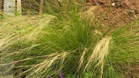 Feather Grass or Needle Grass, Nassella tenuissima in the wind