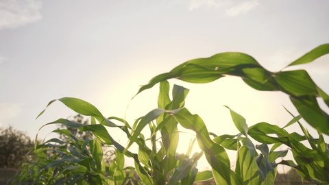 Sunlight shines through the green, unripe stalks and leaves of the corn. Warm evening sunlight plays on the corn leaves. The summer wind sways the corn stalks. The corn crop is growing in the field.
