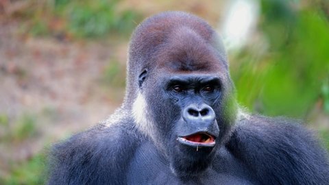 Gorilla Style What A Amazing の動画素材 ロイヤリティフリー Shutterstock