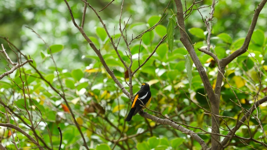 Cute colorful bird Narcissus flycatcher (Ficedula narcissina)  on the branch in a city park.