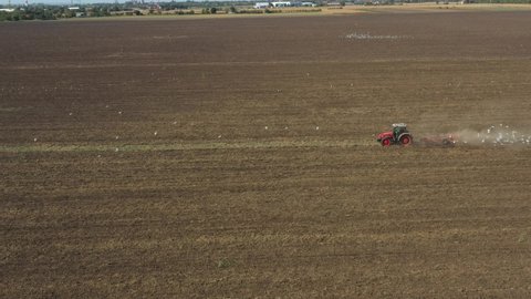 Tractor is pulling machine with a disc harrow, harrowing arable field, preparing the soil for next season. Flock of hungry birds, white gulls are follow the agricultural machine in search of food.