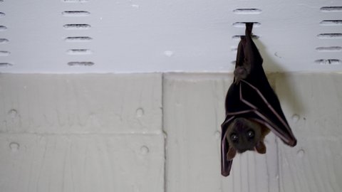 Malayan flying fox hanging down under roof of house. Fruit bat, kalang or kalong looks