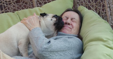 Pet pug licks face of an mistress close-up. Elderly woman lies with her dog, hugs. Woman loves dog, love for pets, funny video. Shot in Slow Motion.