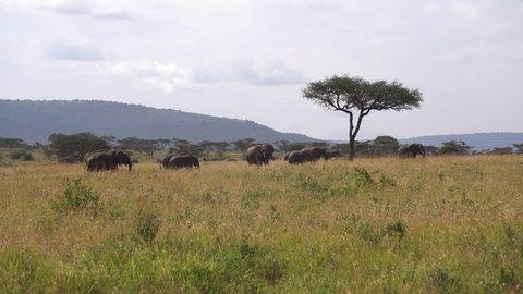 Group of Elephants in Meadow of African Savannah, Wide Shot. Animals in Natural Habitat. Preserve of National Park