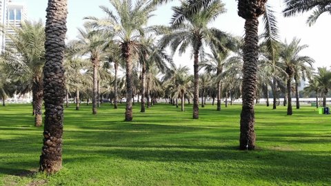 Date palm trees from lower angle, Date Palm in Summer, Palm Garden