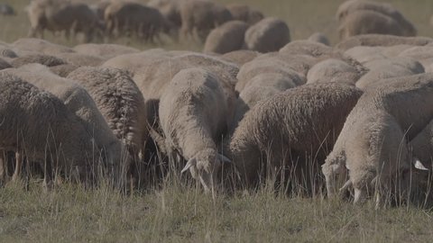 A flock of sheep in the field. Sheep graze on a field in the steppe. Several sheep have lowered their heads and are eating grass.
