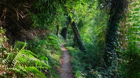 View of the trail in the rainforest. Take a walk in the forest or park. Move the camera forward. POV walk along a narrow path in a lush rainforest in italy. The path to the reserve. Fern branches