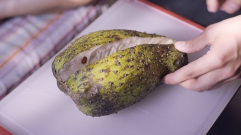 Person holding and opening a soursop fruit.  Also known as graviola or guanabana.