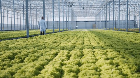 Amazing large organic plantation of bushy salads growing. Sustainable cultivation. Smart agriculture. Innovations in greenhouse business. Hydroponic farm concept.